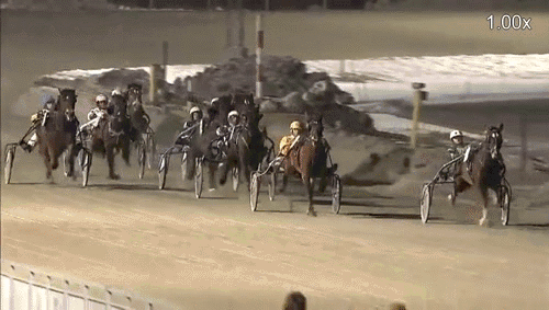 Лошадиные гифки