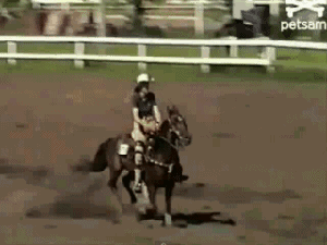 Лошадиные гифки