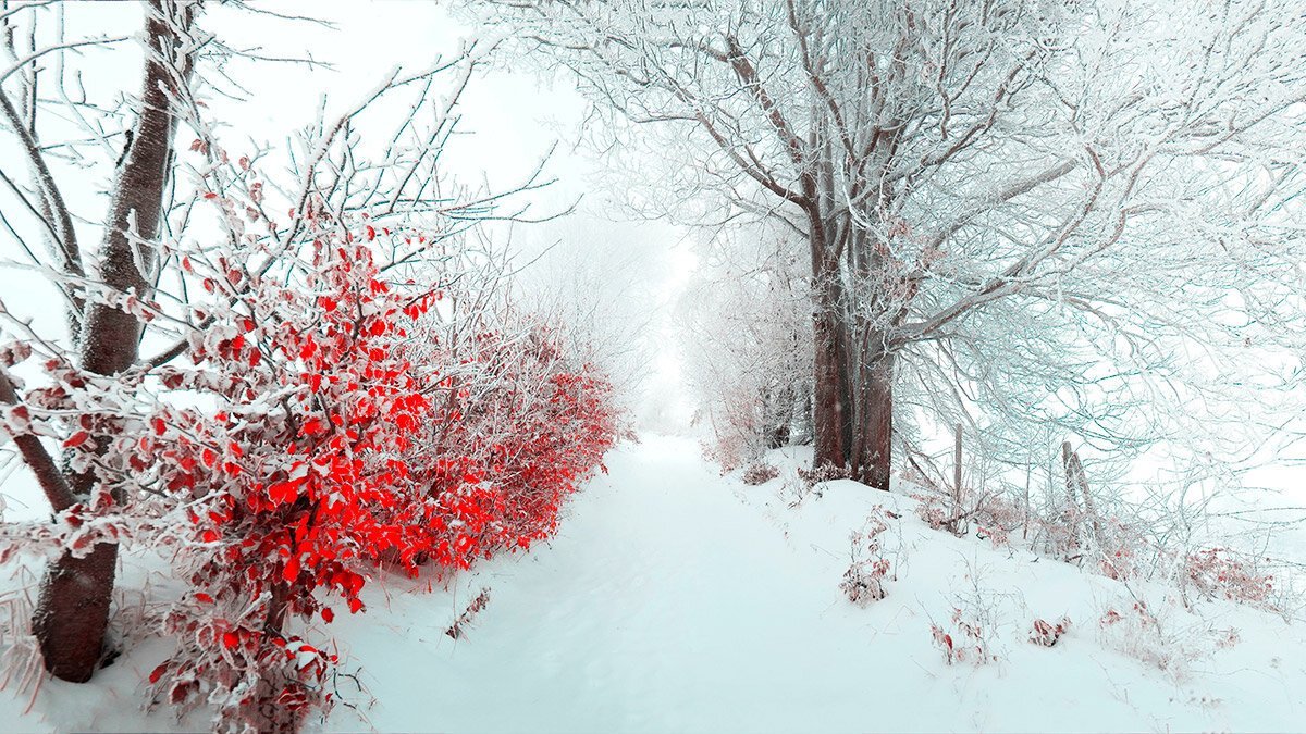 Зима пейзаж с кустами