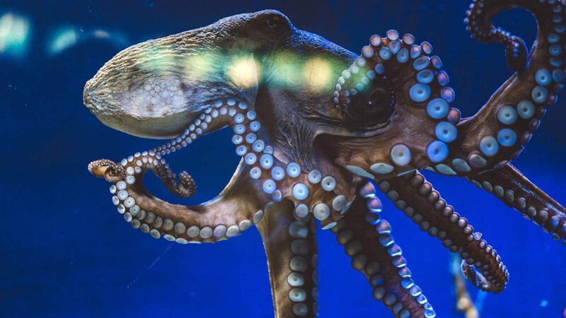 Удивительные факты об осьминогах, которые вы, возможно, не знали