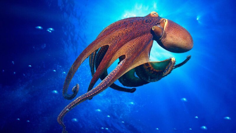 Удивительные факты об осьминогах, которые вы, возможно, не знали