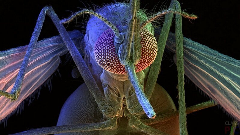 Под микроскопом комары выглядят жутковато: