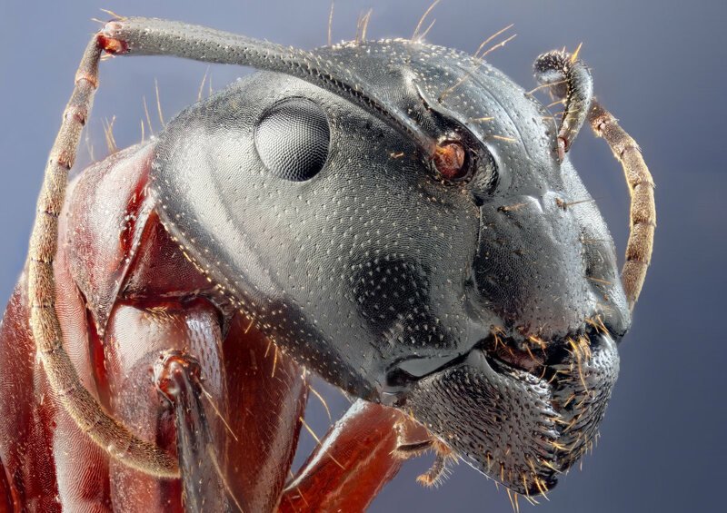 А вот как выглядит обычный муравей-рабочий: