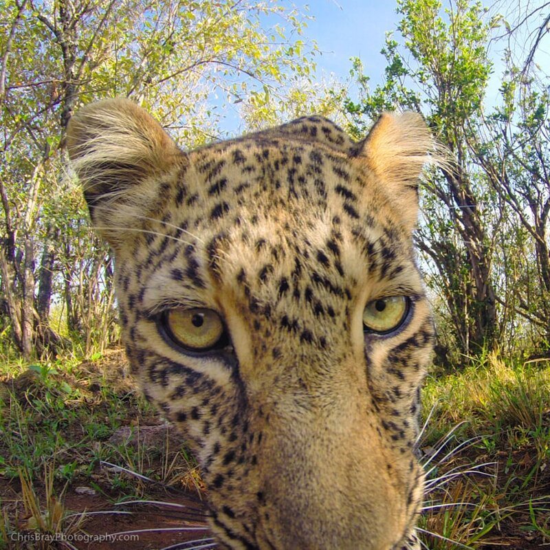 Заинтересованный леопард