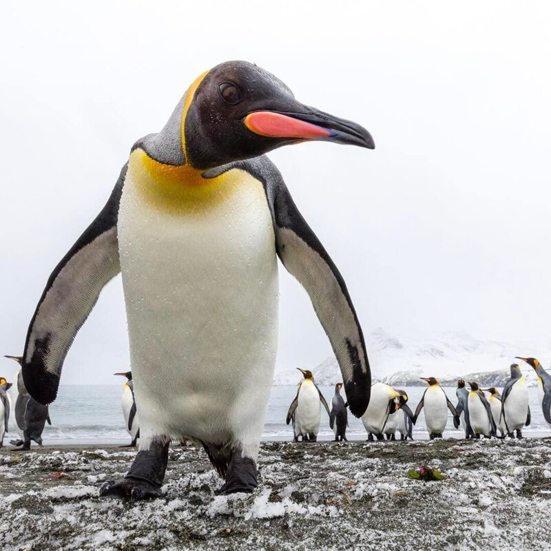 Пингвин идёт разбираться с неизвестным гостем