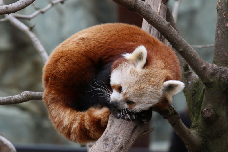 32. Красные панды используют свой пушистый хвост как одеяло, чтобы согреться во время сна