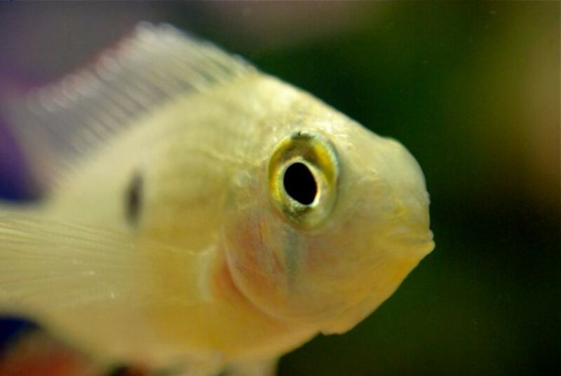 35. Некоторые рыбы способны распознать лицо хозяина. На самом деле, у многих рыб отменное зрение