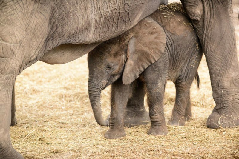 3. Когда в стаде слонов рождается слоненок, остальные трубят, празднуя появление на свет нового члена семьи
