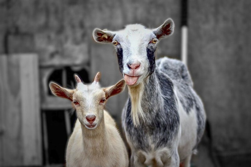 19. У коз и коров есть территориальные акценты - в зависимости от региона, в котором они живут