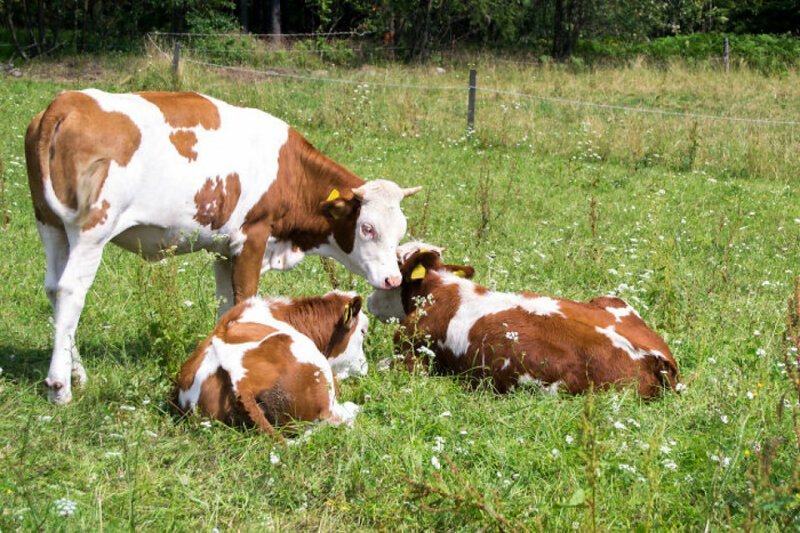 23. Коровы по очереди няньчат своих телят. Пока одна корова присматривает за детьми, другая может спокойно покушать травки