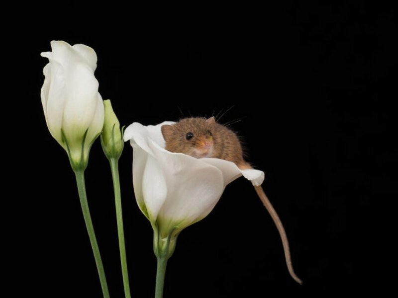 9. Крохотные мышки иногда спят в цветках