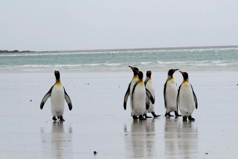 7. На Фолклендских островах есть заброшенные минные поля, которые превратились в пингвиний заповедник