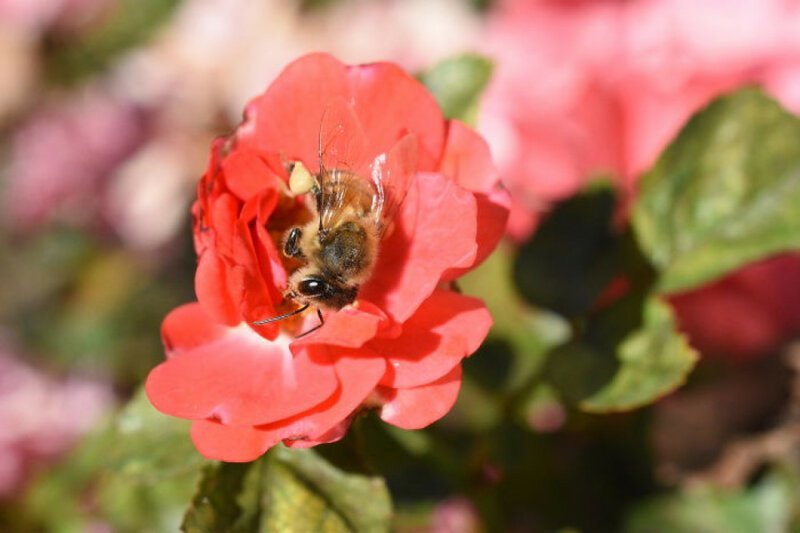 14. Пчелы могут захотеть спать, попив нектара, и иногда засыпают прямо в бутонах