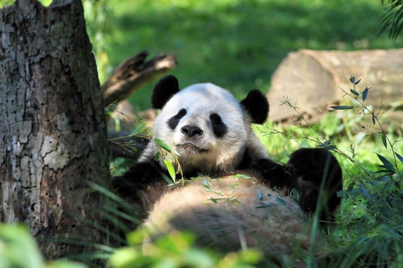 10. Пандам больше не грозит исчезновение. Этих животных становится все больше, и они уже не принадлежат к угрожаемым видам