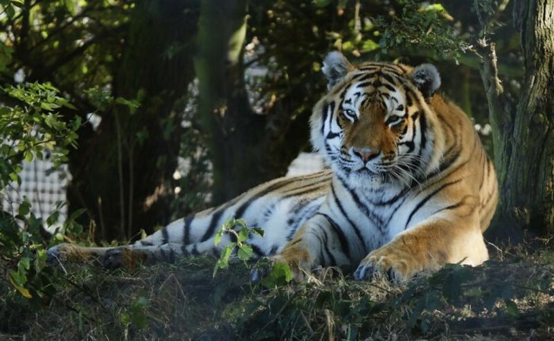 2. Хорошие новости: популяции тигров в мире растут
