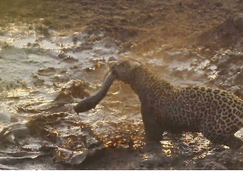 Устроивший рыбалку в грязной луже леопард удивил туристов