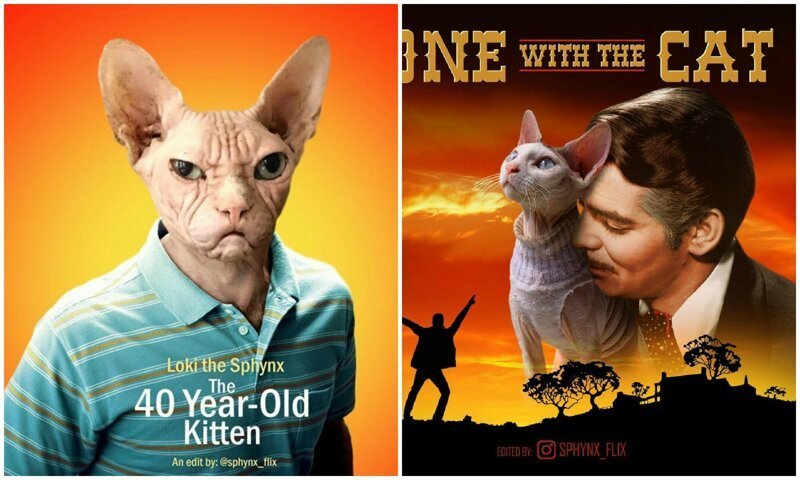 Актеров на постерах к фильмам заменили на котиков