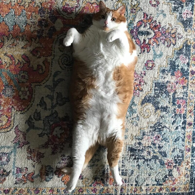 Толстый котяра бочкой скатился на пол после того, как его побеспокоил игривый котёнок