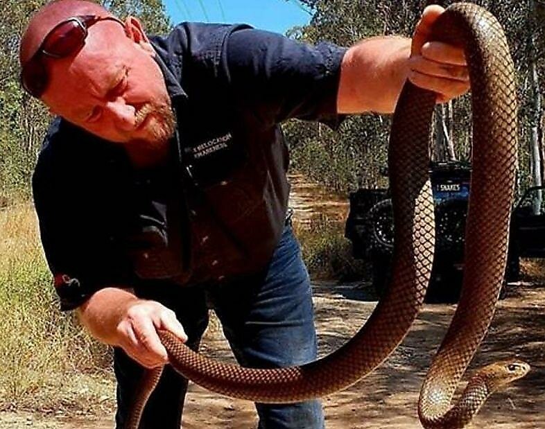 Ядовитая змея показала свой свирепый нрав австралийскому спасателю