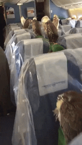 Пернатый рейс