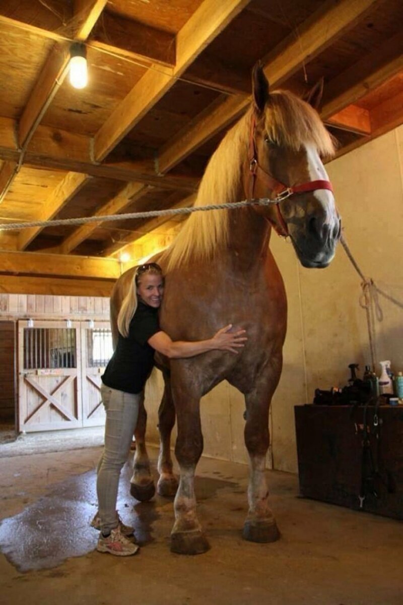 6. Конь по кличке Большой Джек — его рост в холке — 2 метра