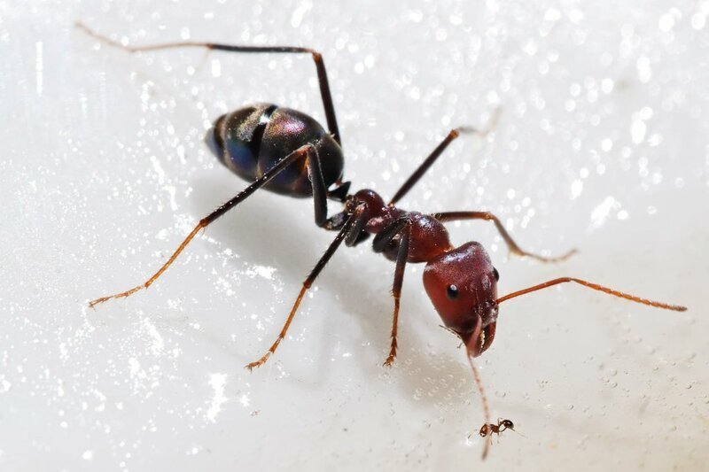 14. Разница в размерах между двумя видами муравьёв