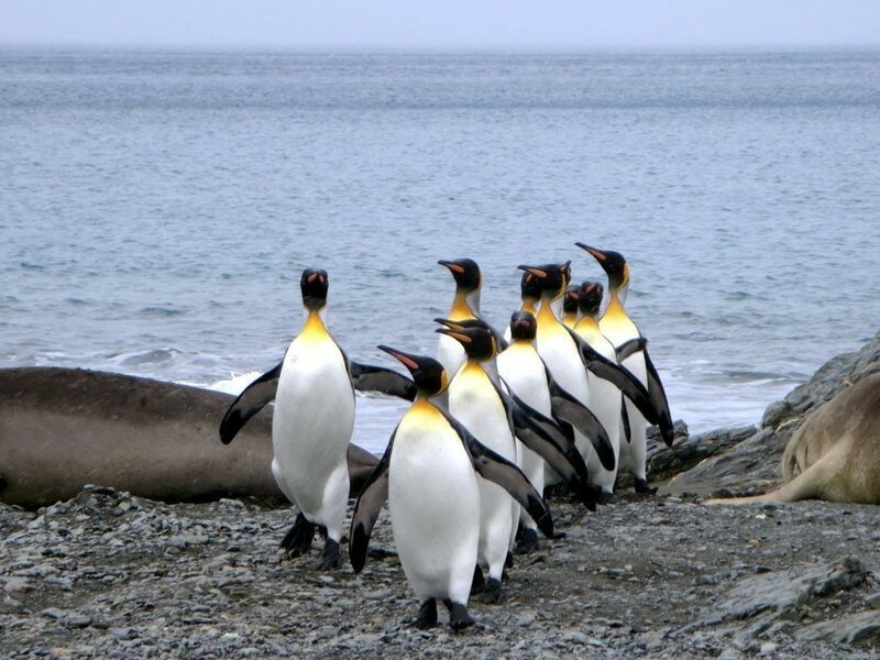 Изучение давления испражнения пингвинов.