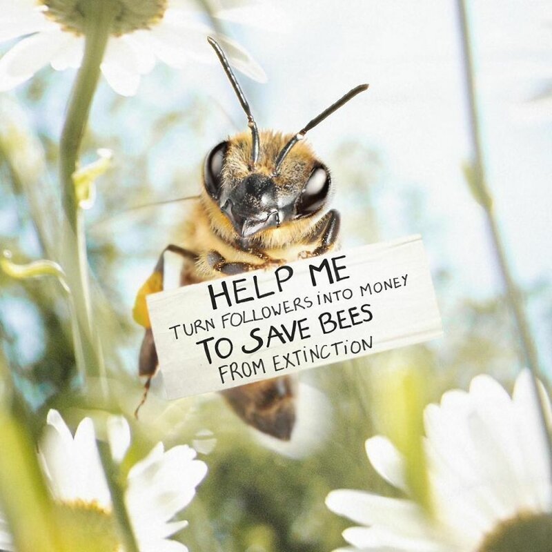 "Помогите мне с помощью подписчиков собрать средства, чтобы спасти пчёл от вымирания"