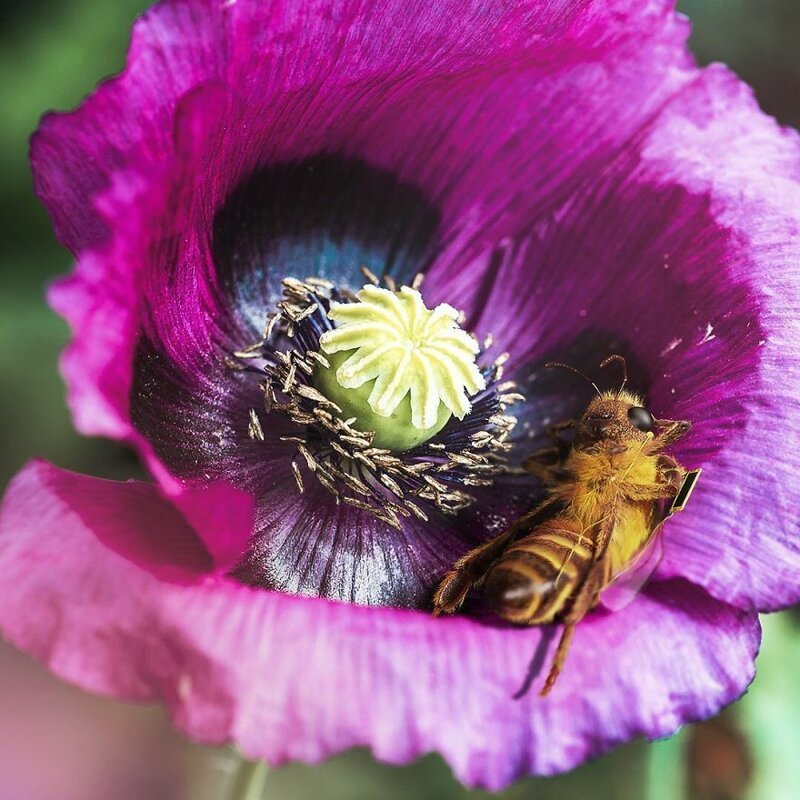 Первая в мире пчела-блогер кричит о помощи