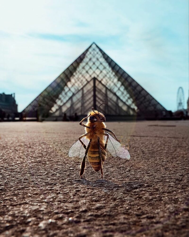 "Во Франции ежегодно исчезает более 30% пчелиных семей, - говорится на сайте фонда. - Спасение пчел - это спасение и человека"