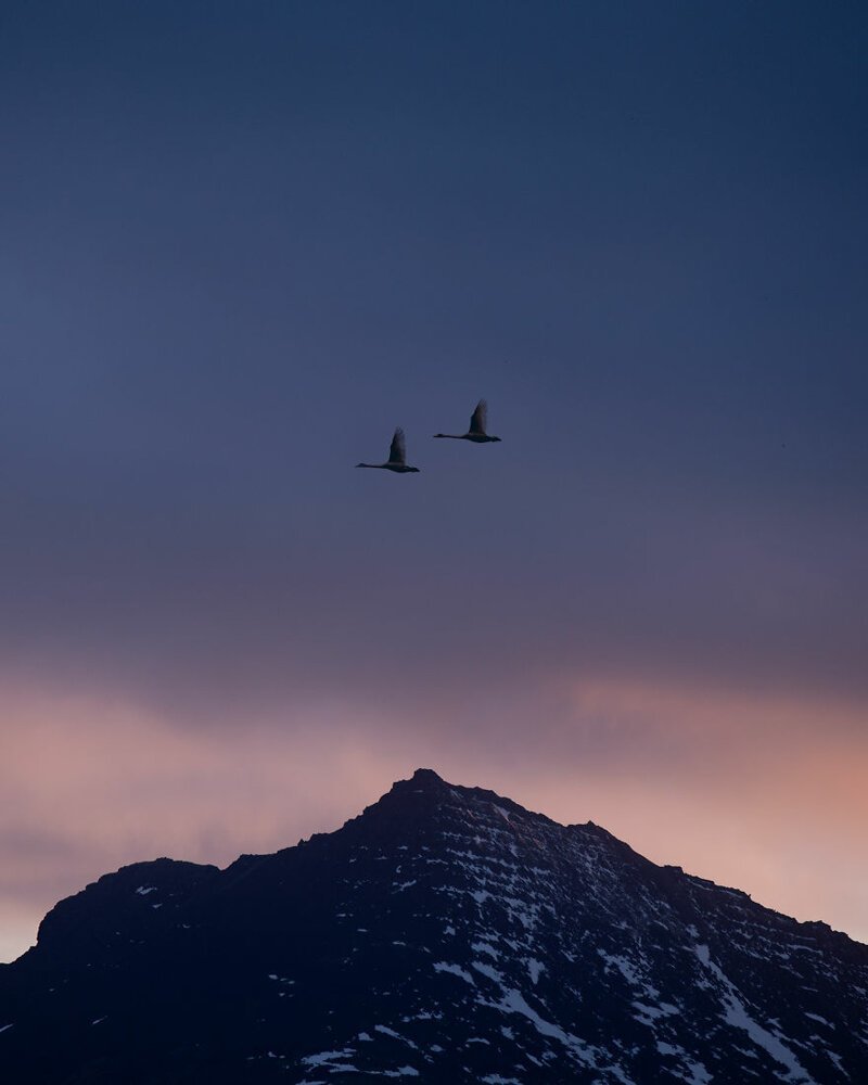 Дикие гуси над горами Исландии