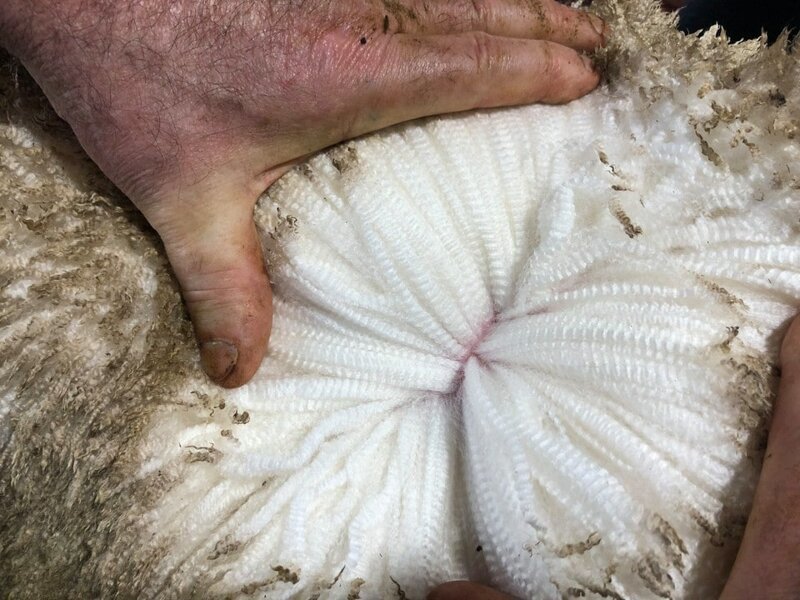 2. Так выглядит шерсть австралийской мериносовой овцы