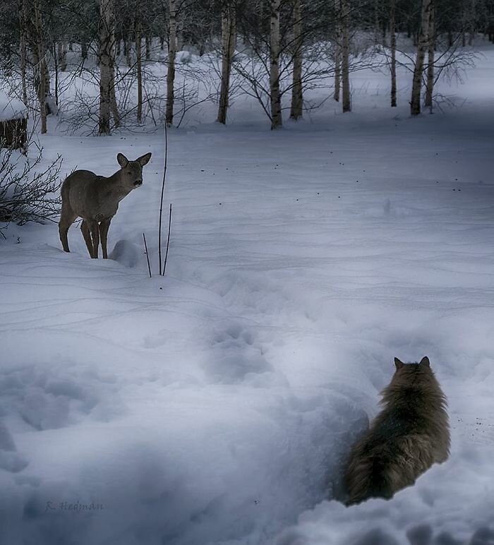 Крутость зашкаливает: финка показала своих шикарных северных котов