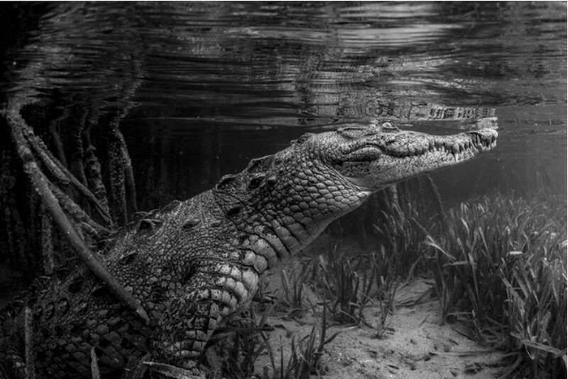 6. Крокодил в ожидании жертвы