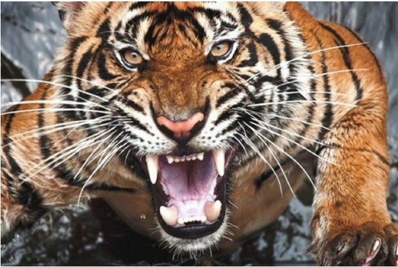 18. Разъяренный тигр