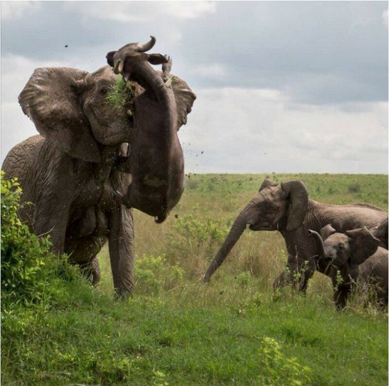 4. Не стой на пути разгневанного слона