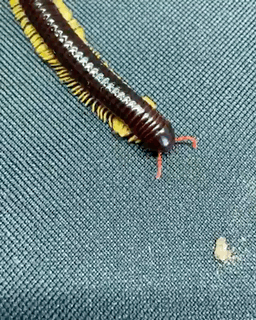 Перемещение многоножки