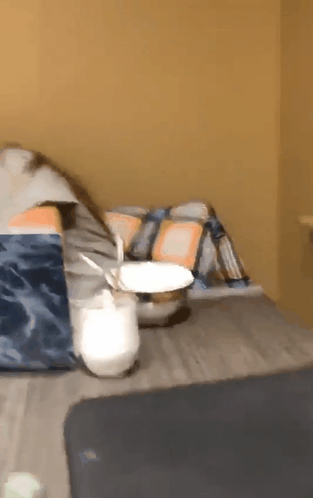 Кошачья месть