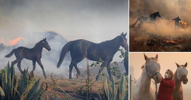 Лошадь бросилась в горящую конюшню, чтобы спасти жеребенка
