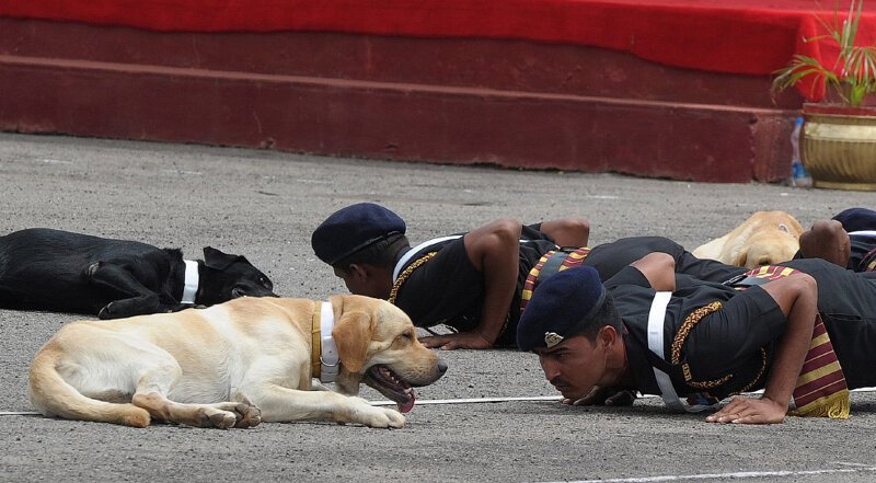 Собаки-солдаты из Индии на тренировке. (Фото Noah Seelam):
