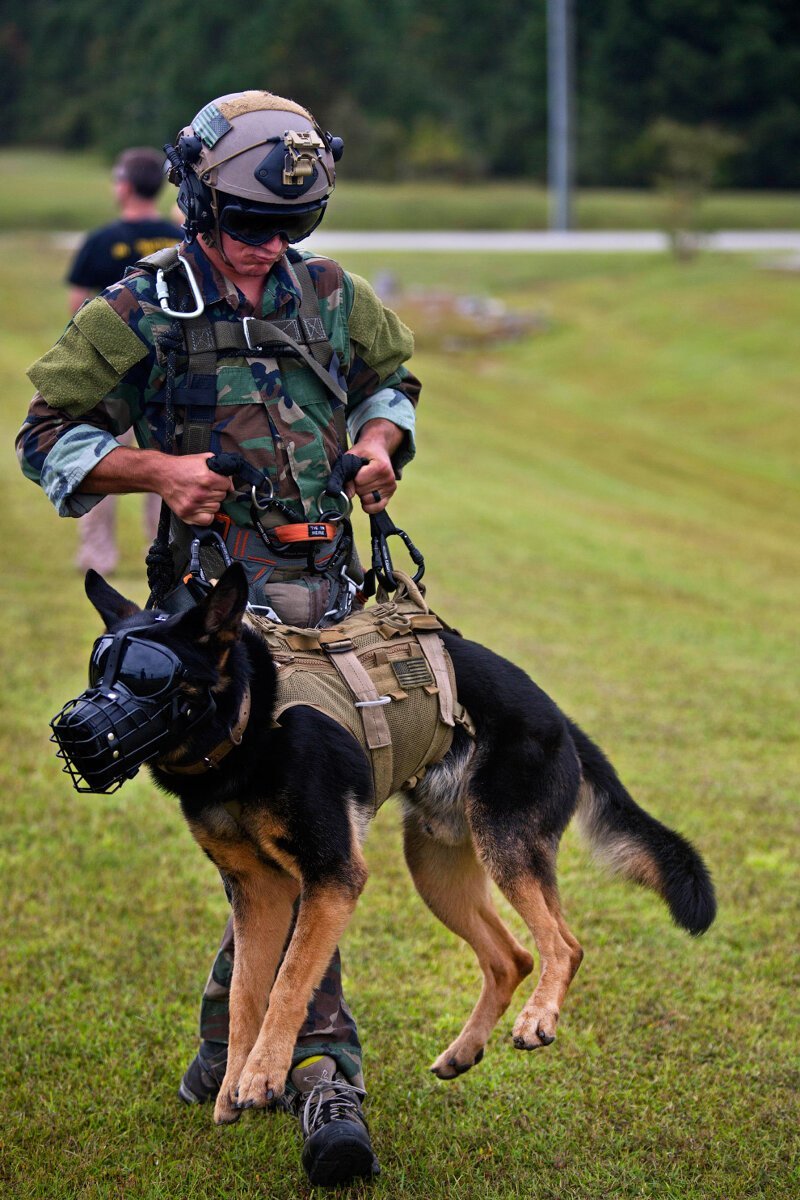 Собаки-морские пехотинцы, США. (Фото Lance Cpl. Austin A. Lewis):
