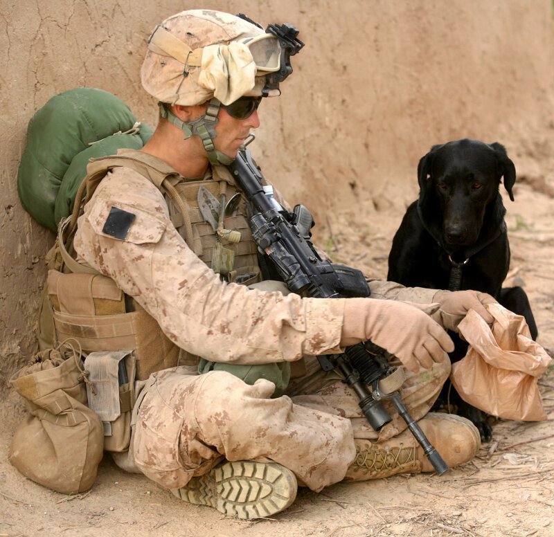 Собака-патрульный в провинции Гильменд, Афганистан. (Фото Lance Cpl. Tommy Bellegarde):