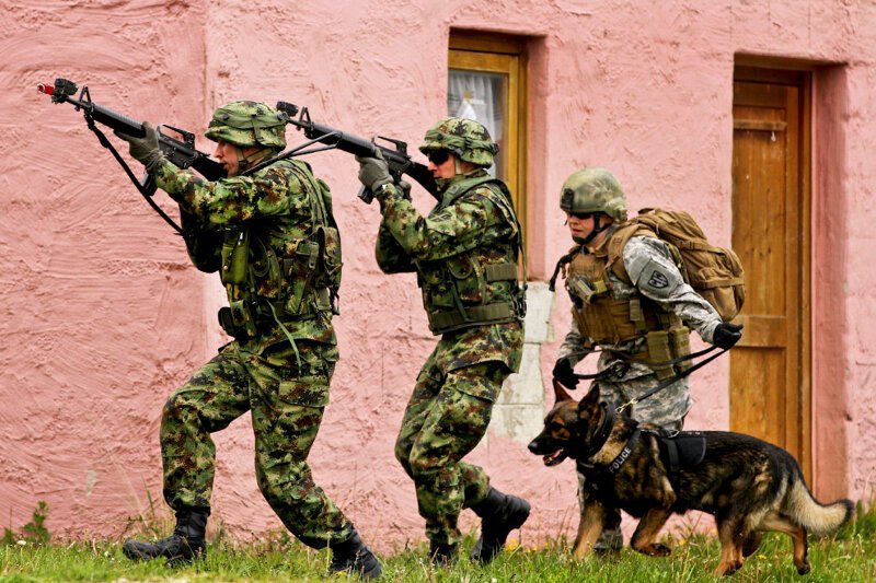 Собака-солдат из Литвы. (ФотоCapt. John Farmer):