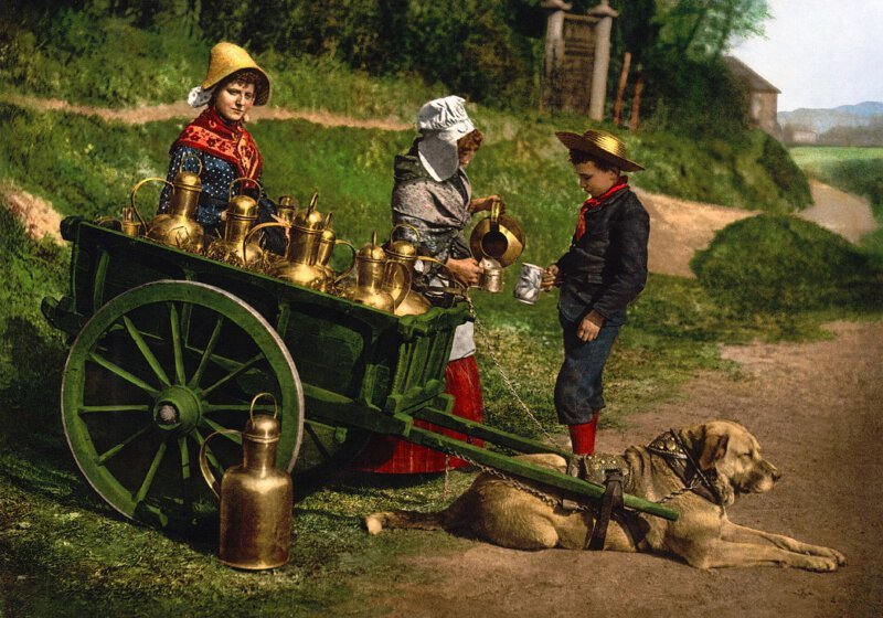 Молоковоз. Фотоснимок конца XIX века с двумя разносчиками молока с тележкой, запряжённой собакой, Бельгия.