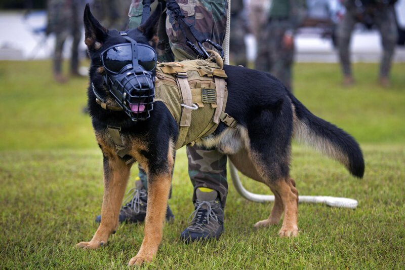 Собаки-морские пехотинцы. База морской пехоты «Кэмп Леже́н» в штате Северная Каролина, США. (Фото Lance Cpl. Austin A. Lewis):