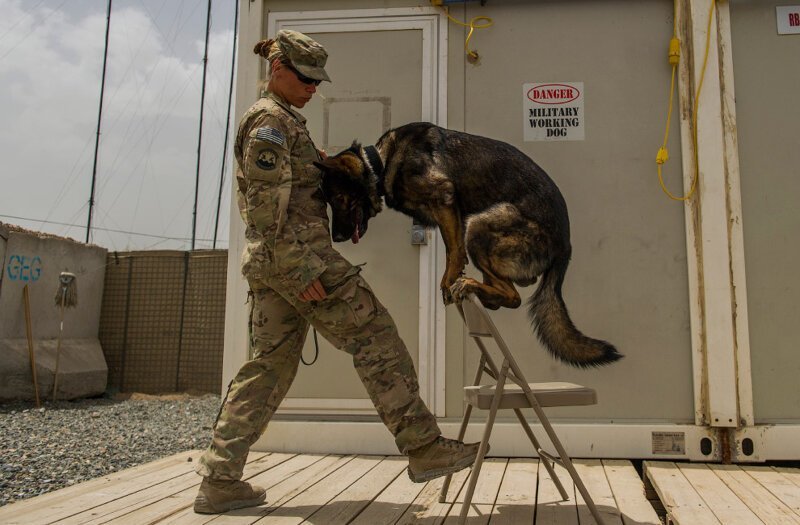 Собака-сапер, Афганистан. Умеет находить взрывчатые вещества. (Фото Staff Sgt. Marleah Miller):