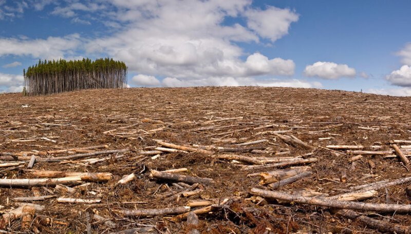 Основные причины вырубки лесов