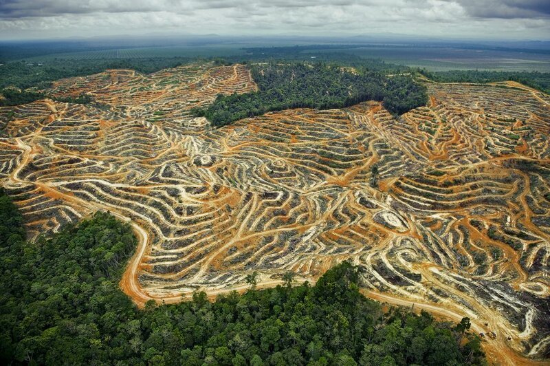 Вырубка лесов как экологическая проблема
