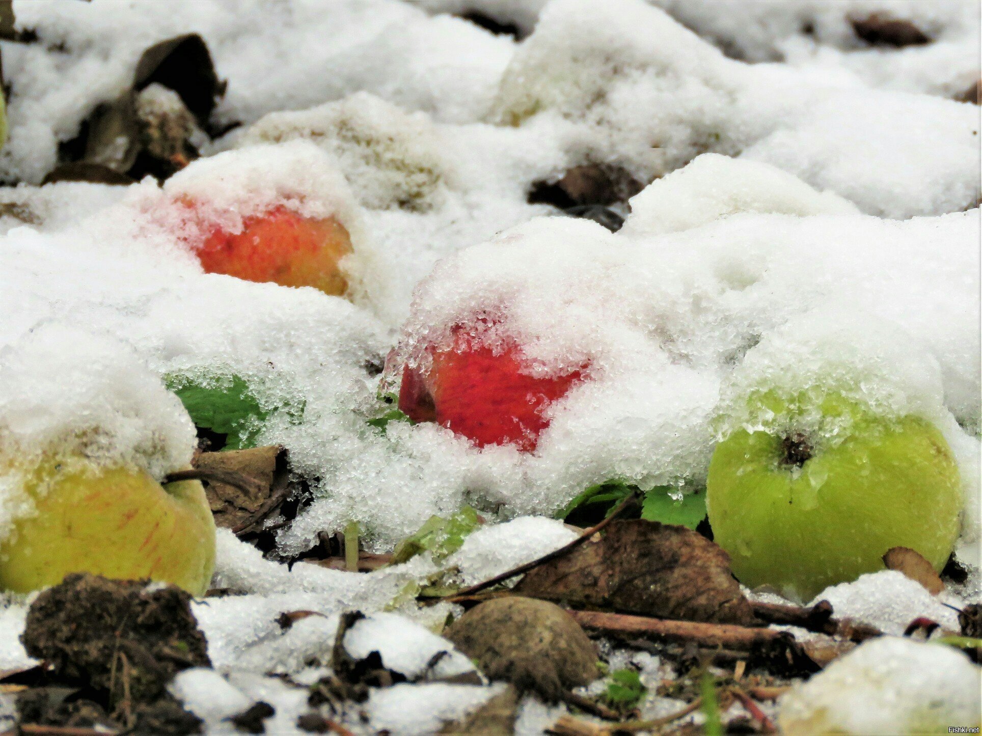 Яблоки на снегу на английском