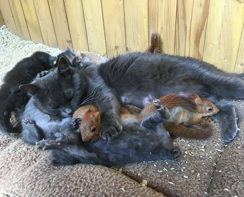 Кошка приняла и выкормила бельчат вместе со своими котятами